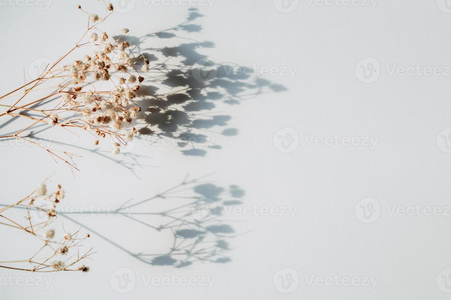 Baby's breath gypsophila on white background with shadow photo