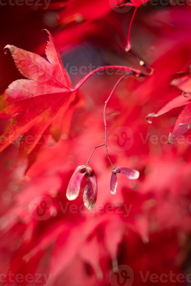 Red japanese maple tree seed pod photo