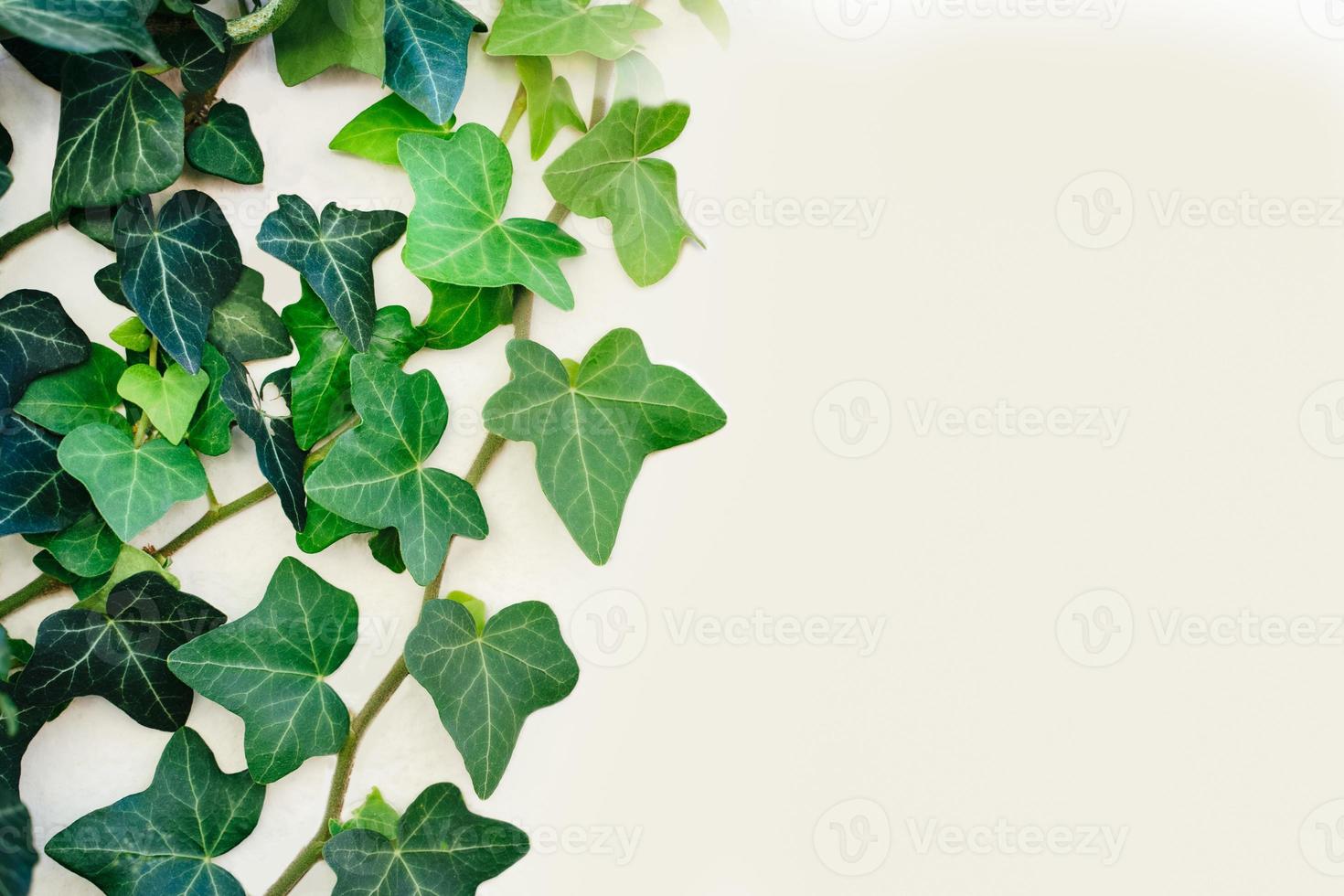 Climbing Ivy on white background frame photo