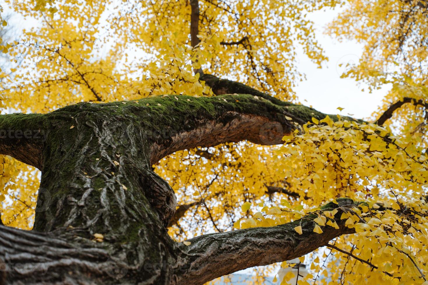 Yellow ginkgo biloba tree photo