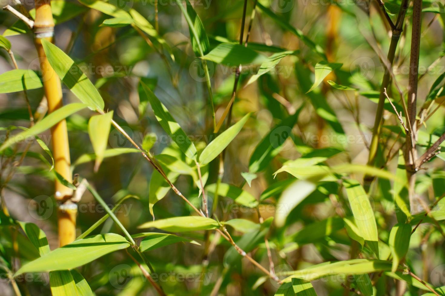 natural bamboo background photo
