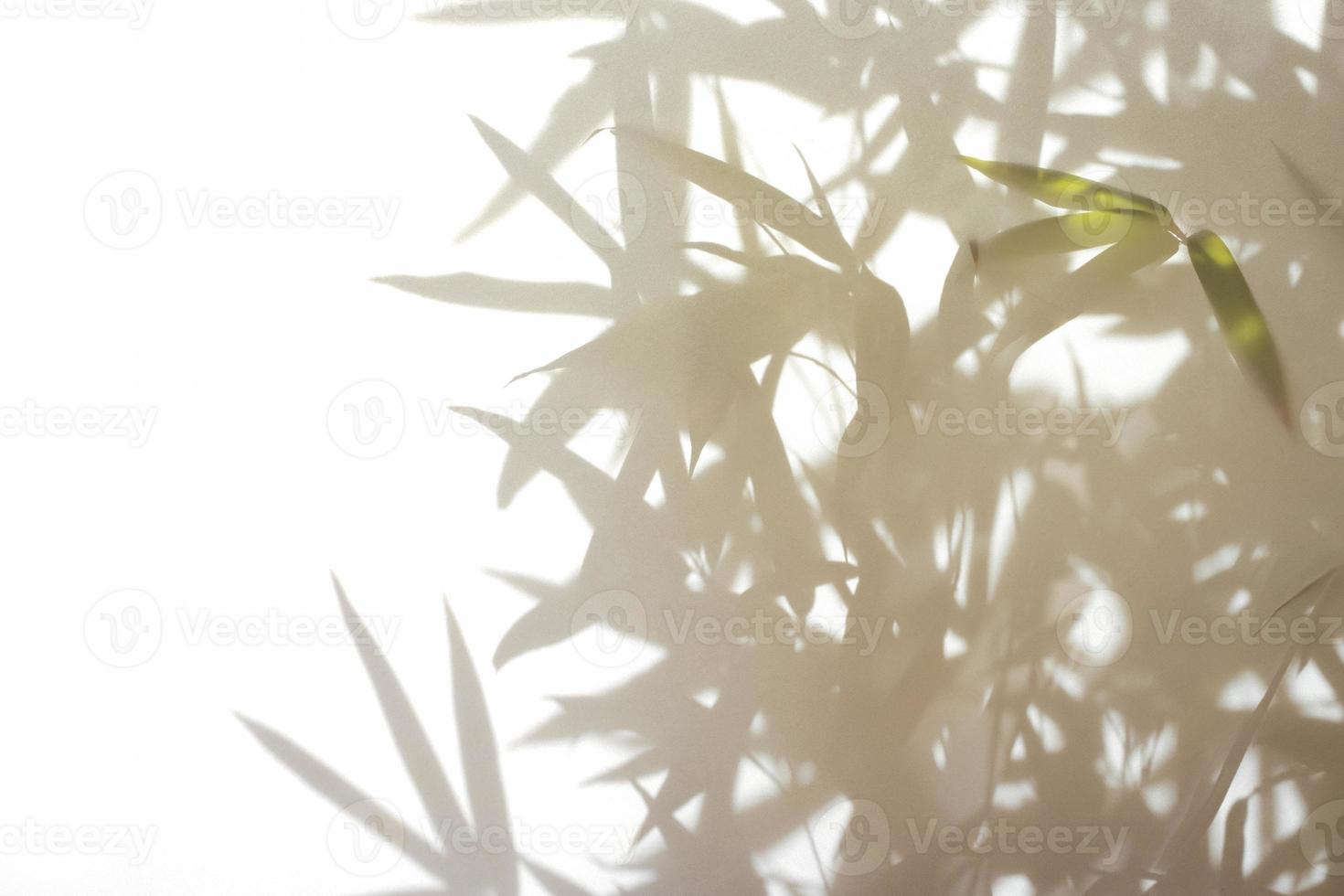 Bamboo shadow background photo