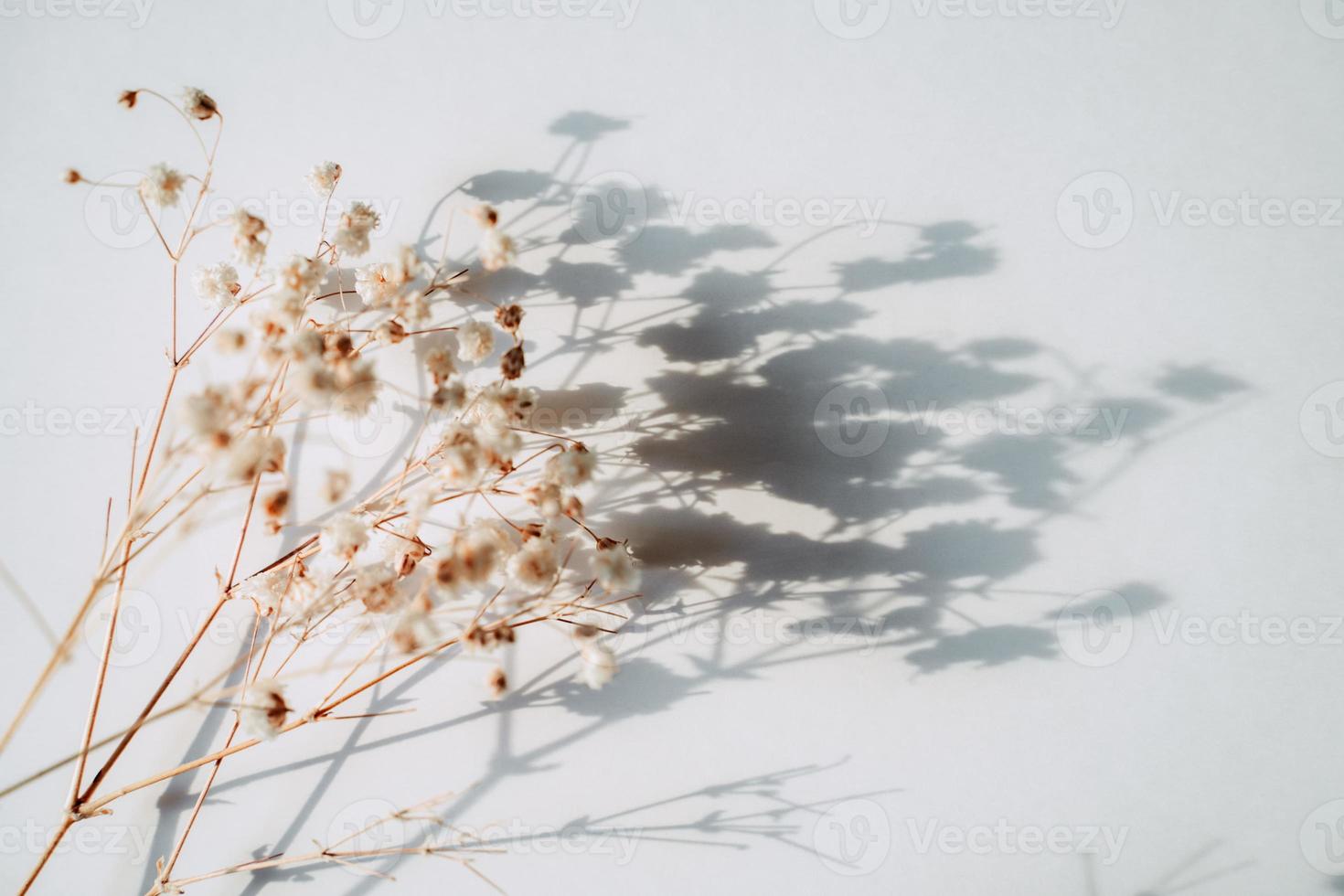 Baby's breath gypsophila on white background with shadow photo