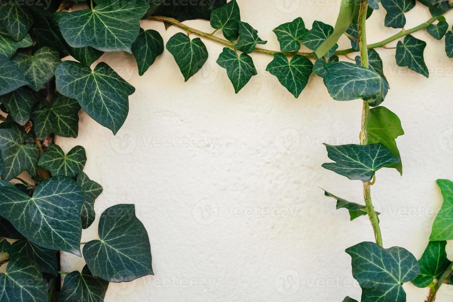 Climbing Ivy on white background frame photo