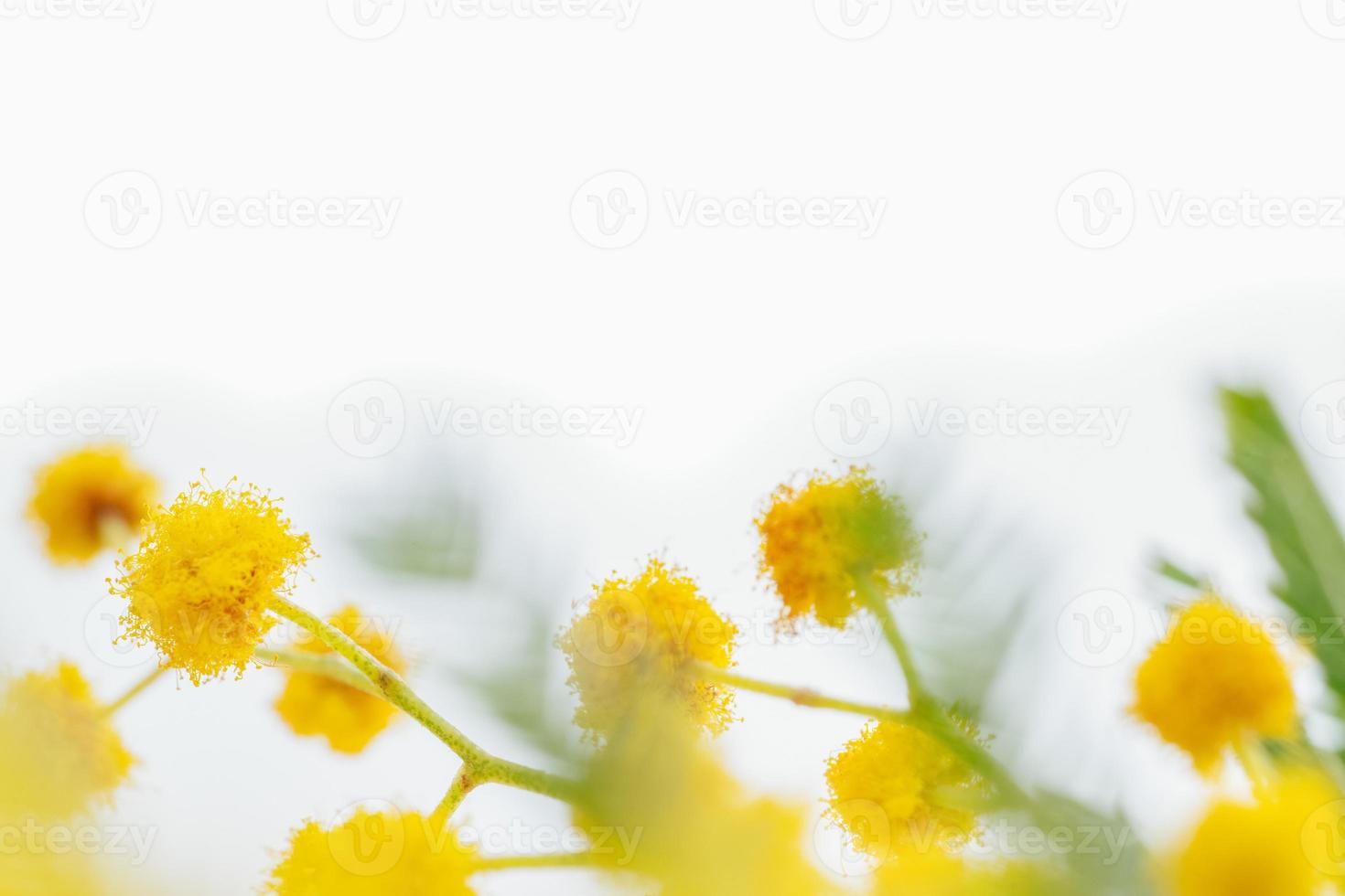 Blooming mimosa plant yellow flowers and green leaves close up macro on white isolated background photo