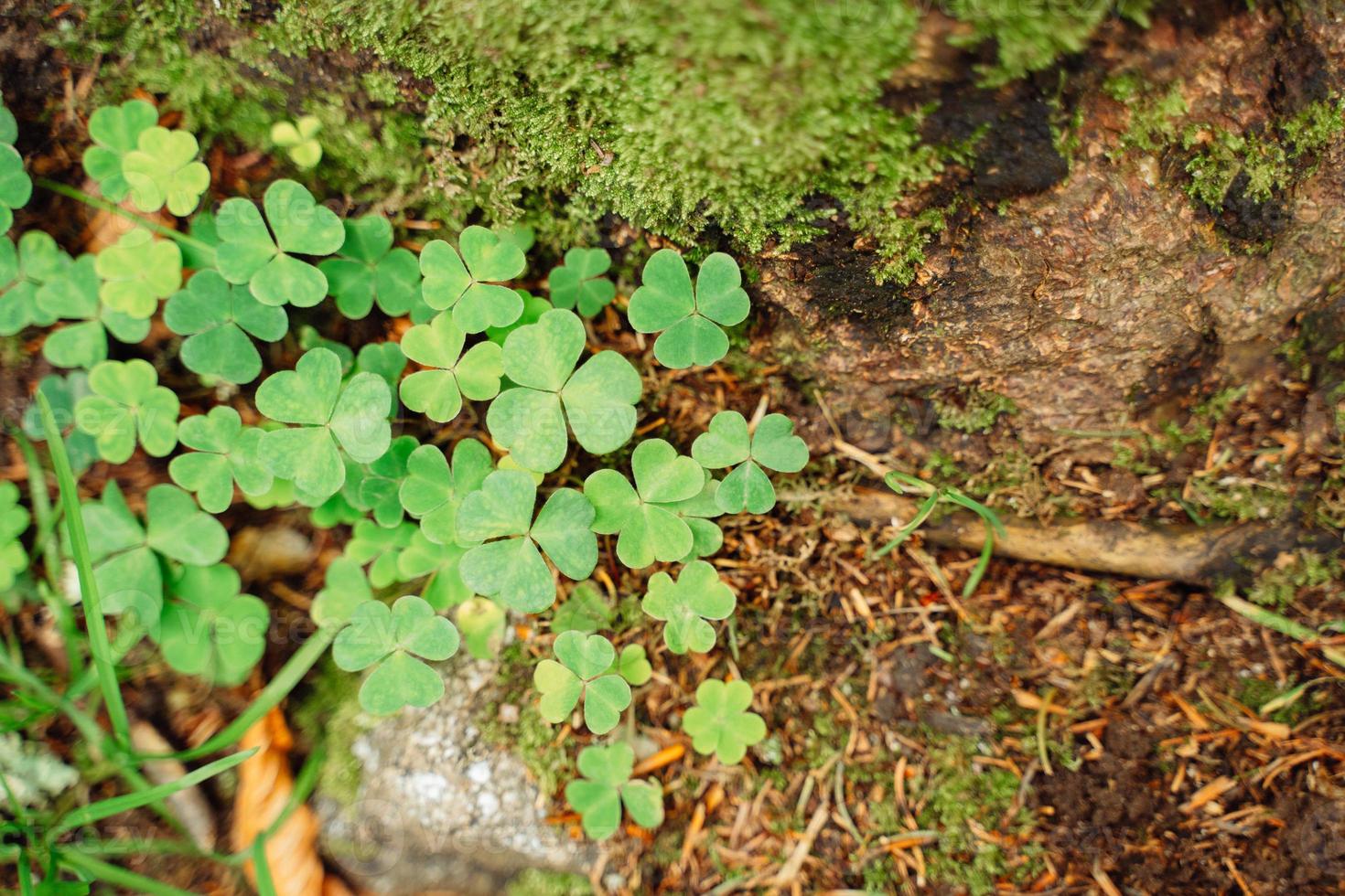 Shamrock clover and moss on tree background photo