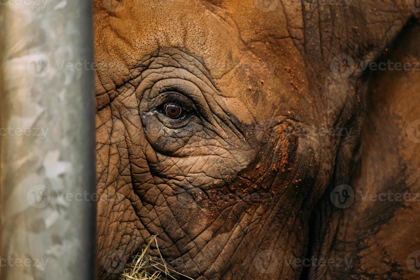 closeup elephant eye photo