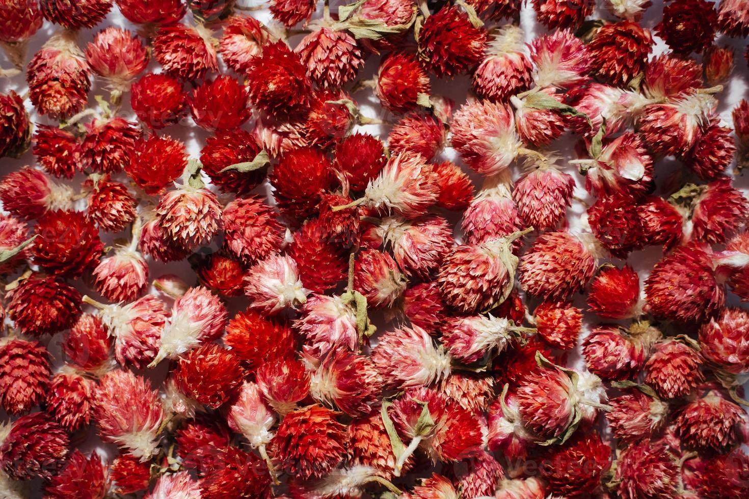 globe amaranth background photo