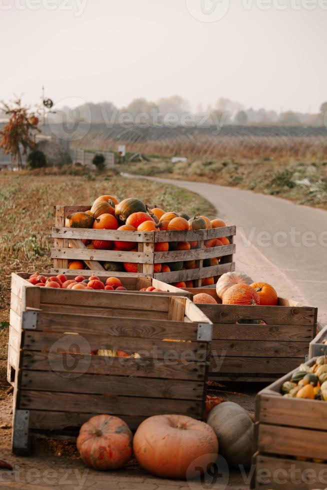 different pumpkins in a wooden crate photo