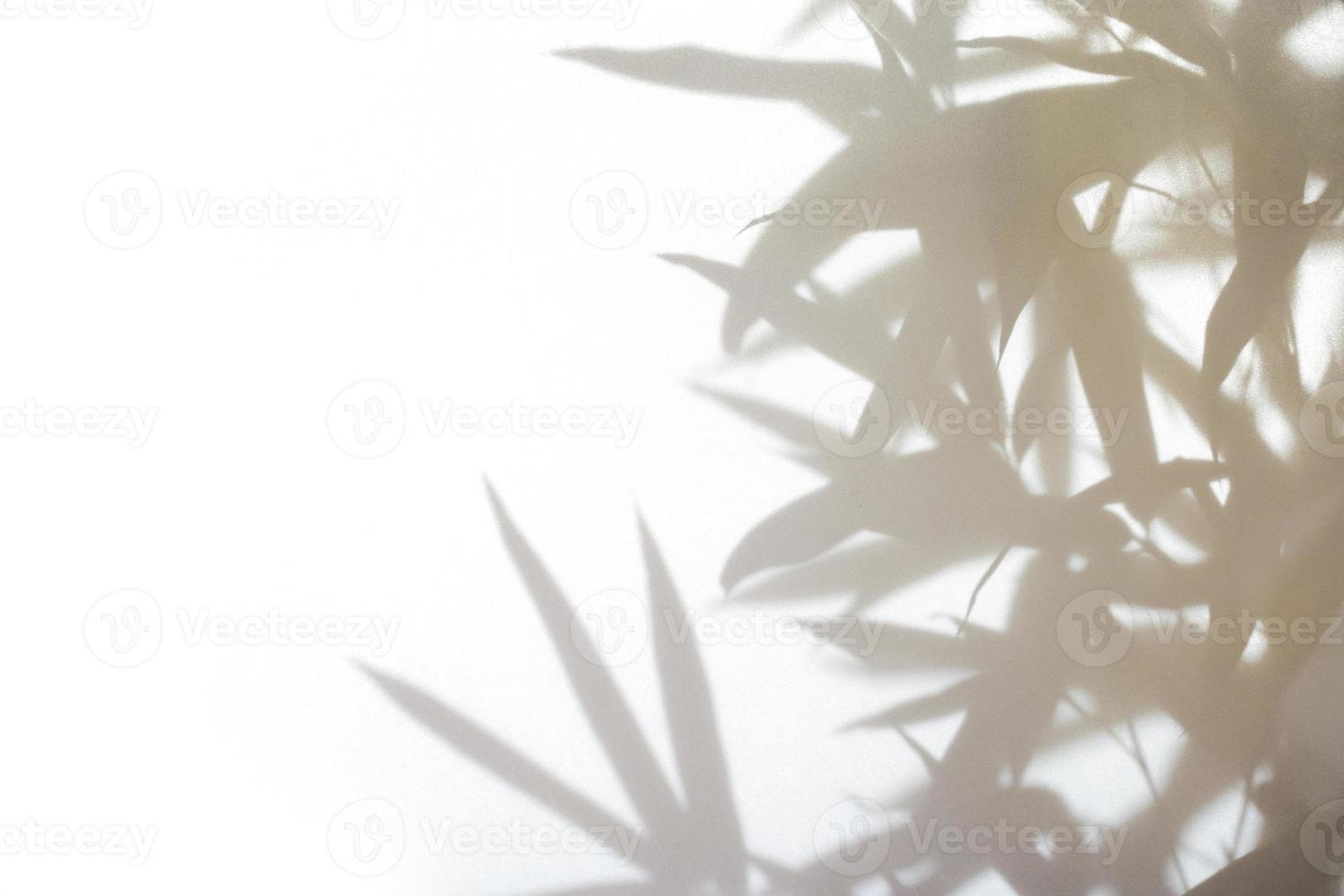 Bamboo shadow background photo
