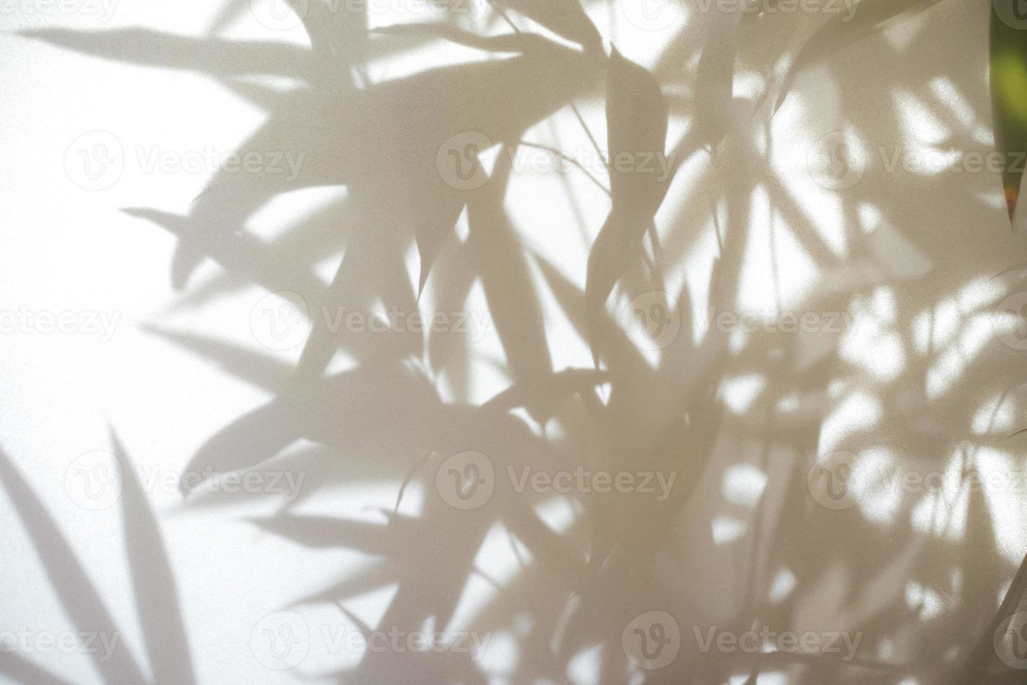 Bamboo shadow background photo