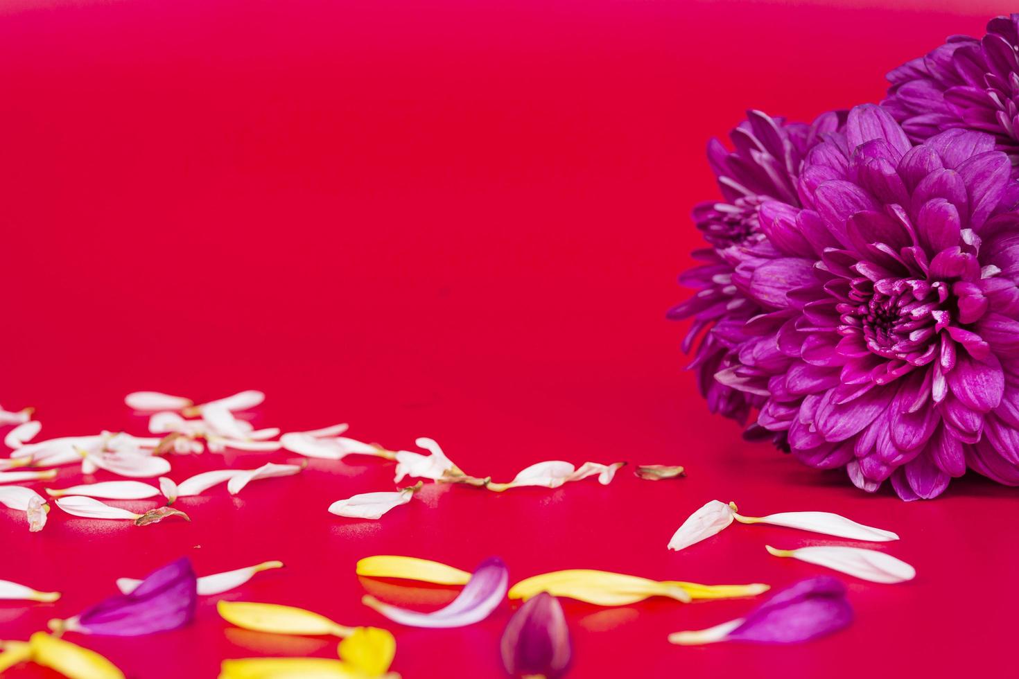 Flower petals on red background. Valentine's and Mother's Day concept photo