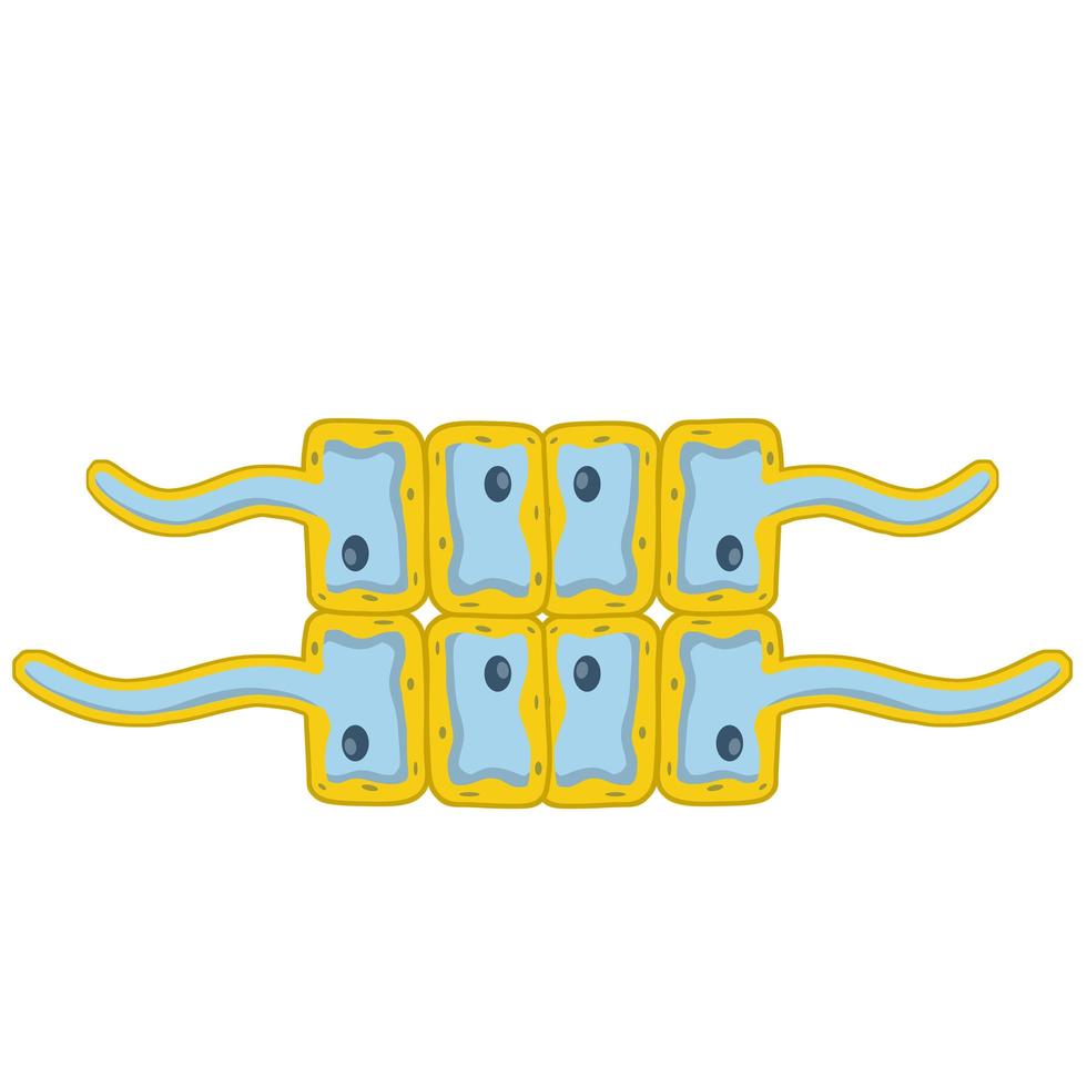 Cells of living things. vector