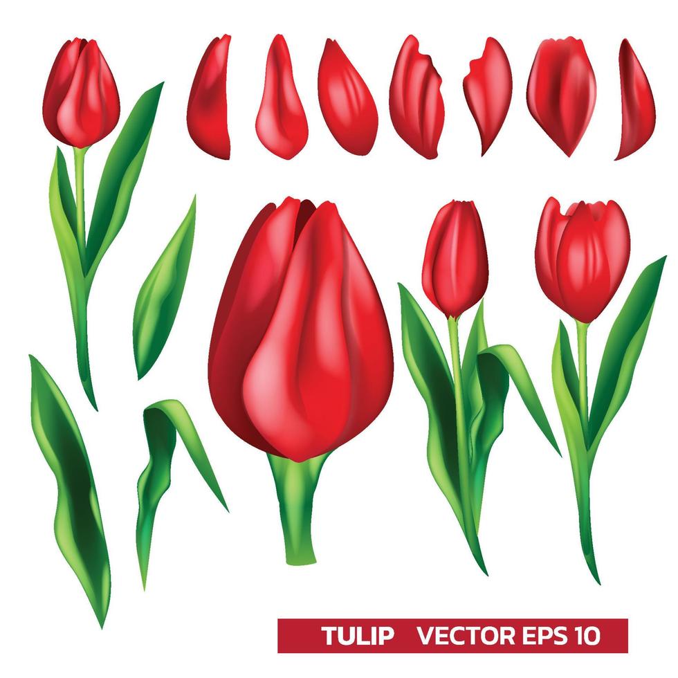 conjunto de piezas de tulipanes rojos con hoja, para la ilustración de vector de decoración de banner de festival en blanco