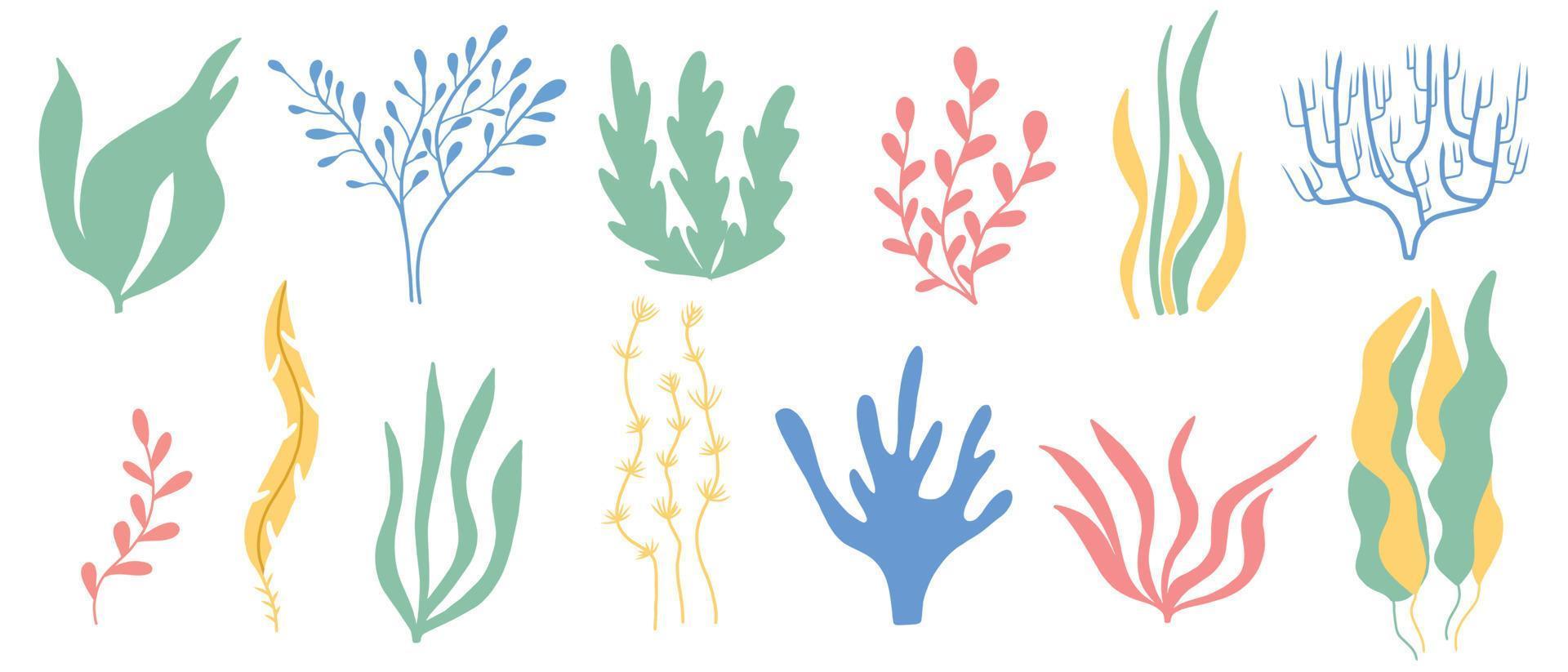 Algae set. Hand drawn collection of colored algae. Sea plants.Vector illustration. vector