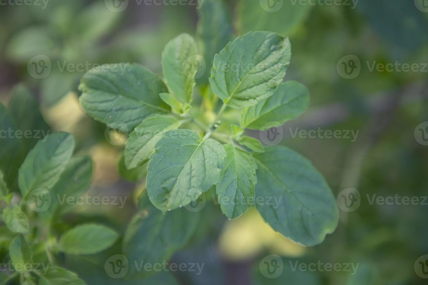 albahaca medicinal o planta de hojas de tulsi orgánico verde foto