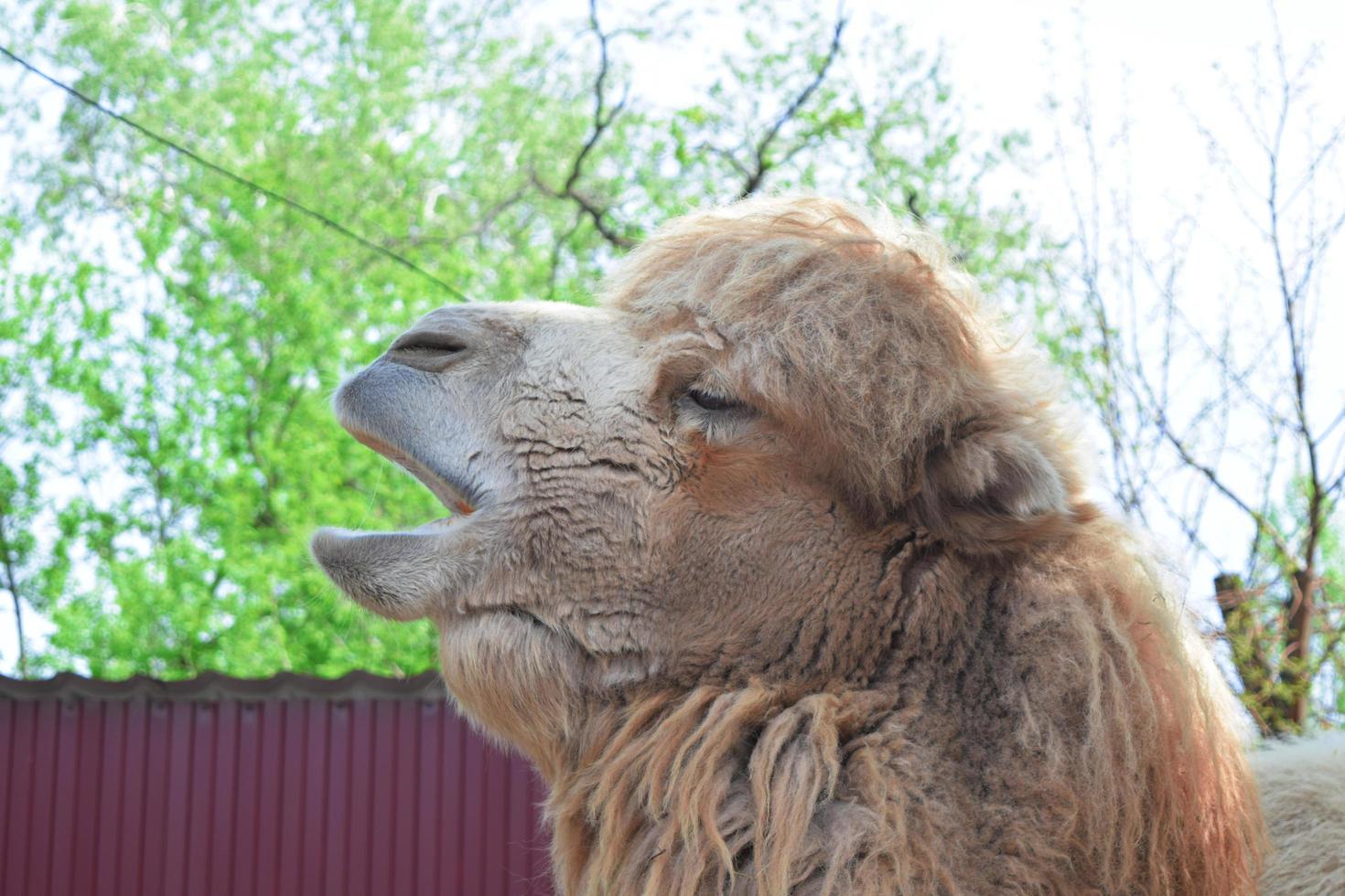 la cabeza del camello con la boca abierta foto