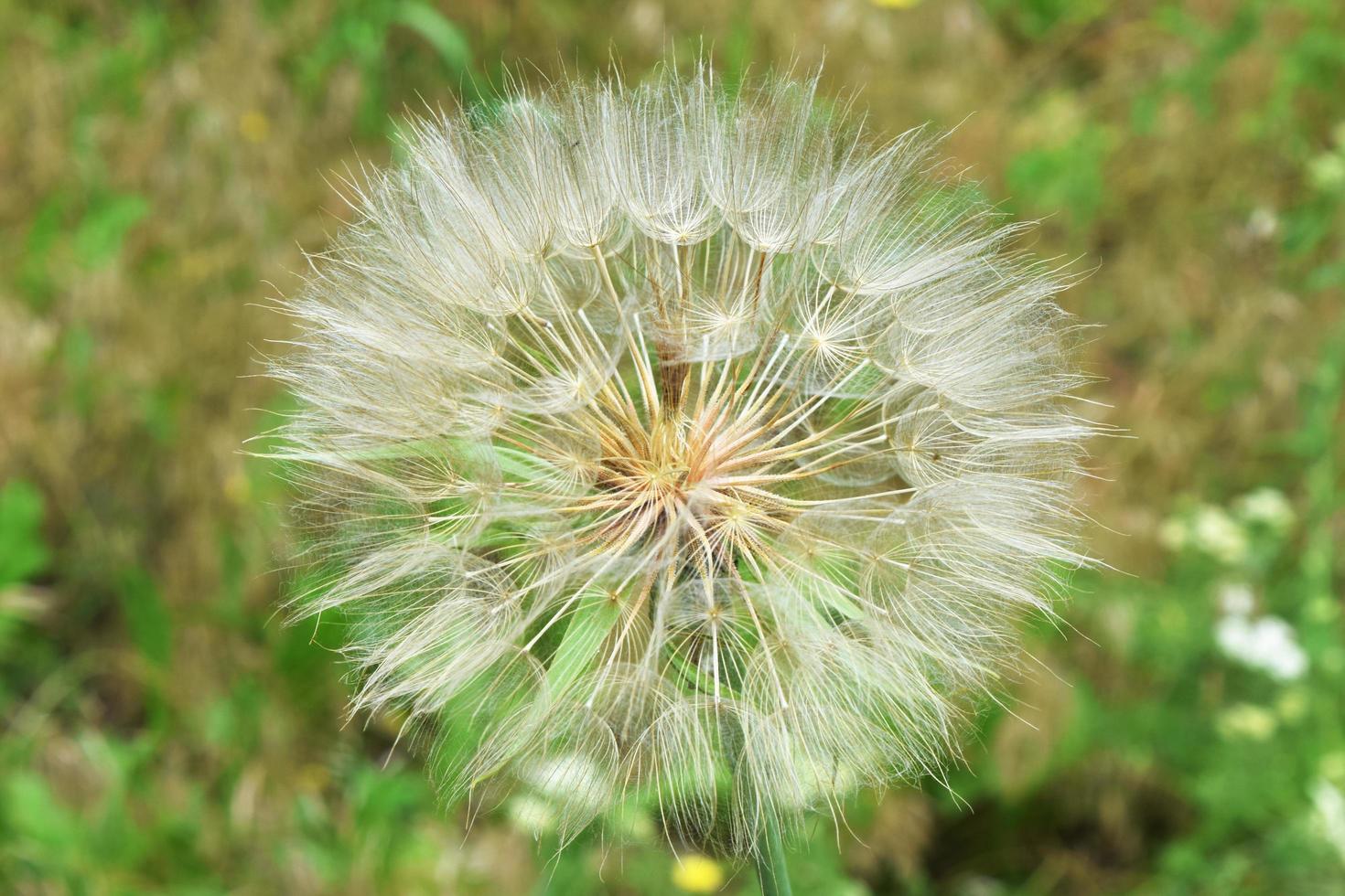 a large white dandelion photo