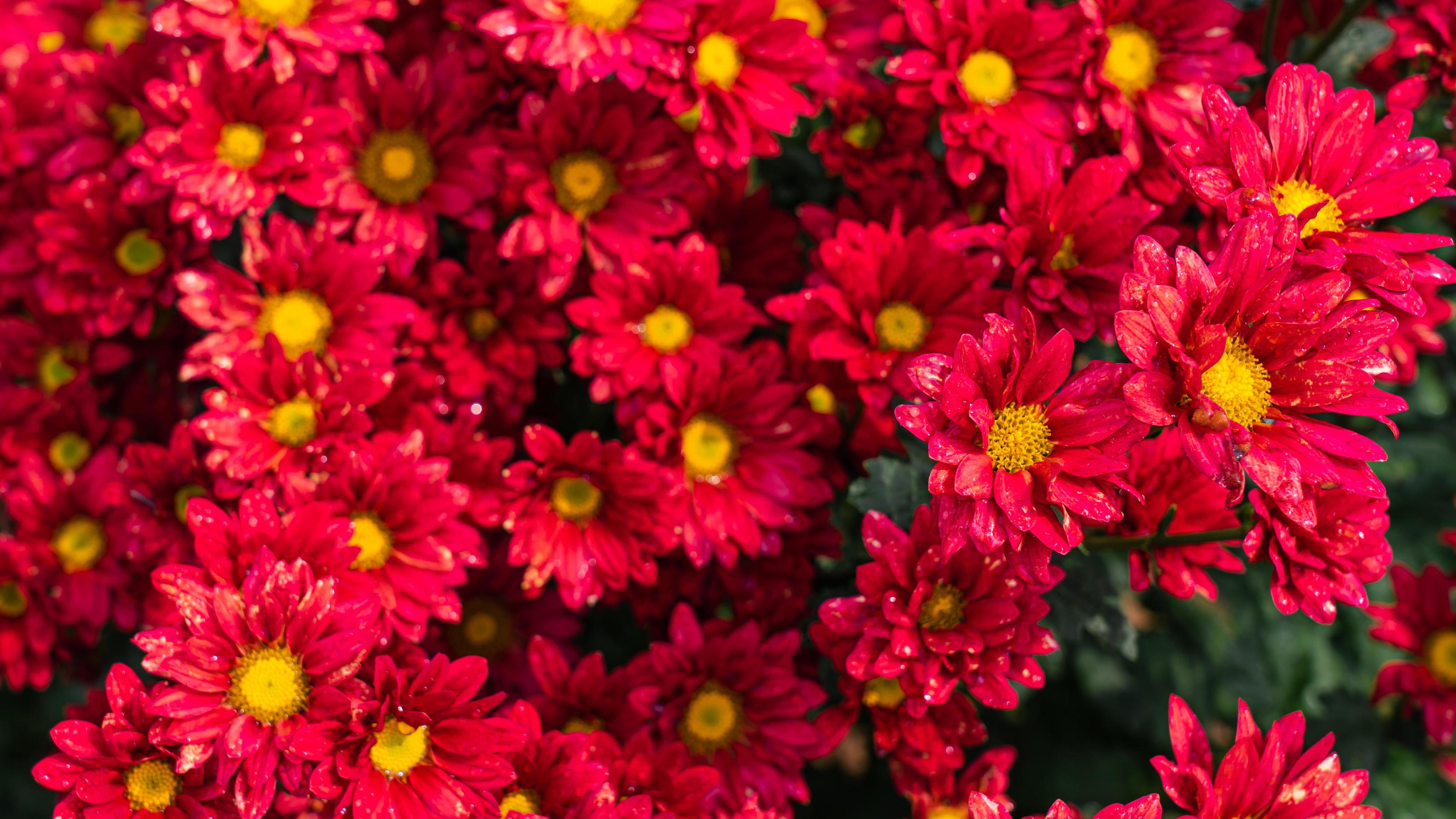 Red chrysanthemum flowers in the garden background. 7154653 Stock Photo