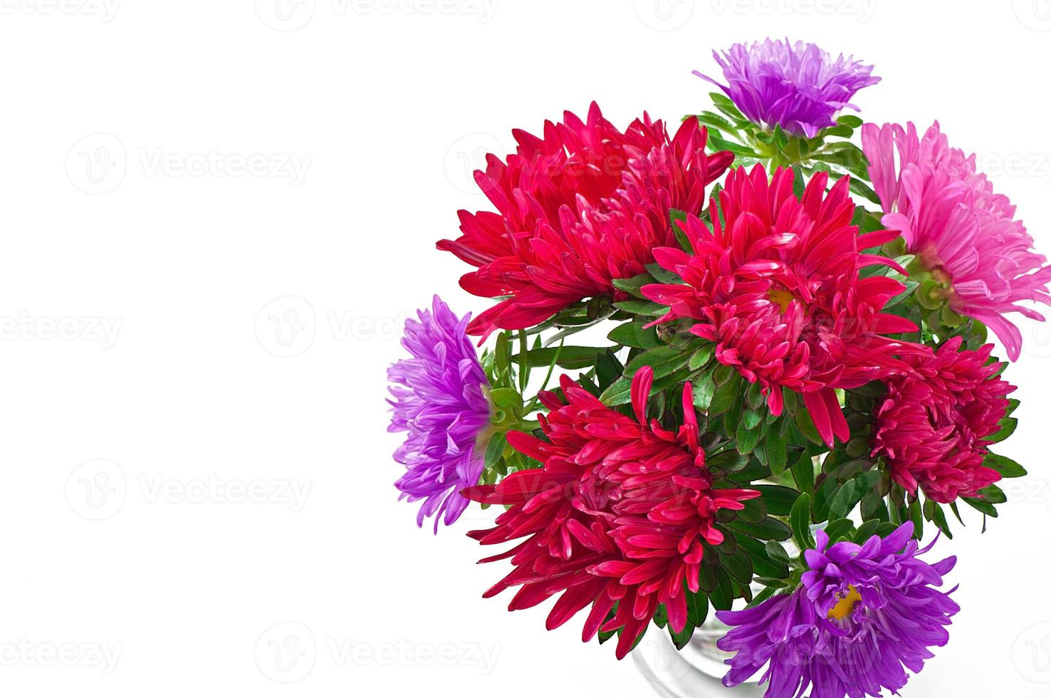 aster flowers isolated on white background photo