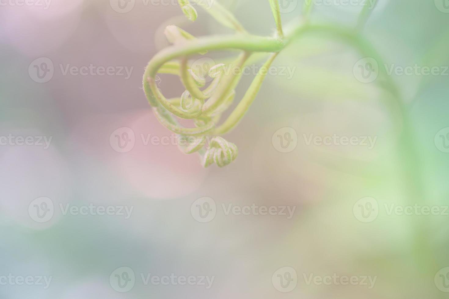 copas de los árboles, balanceándose con el viento, fondo pastel foto