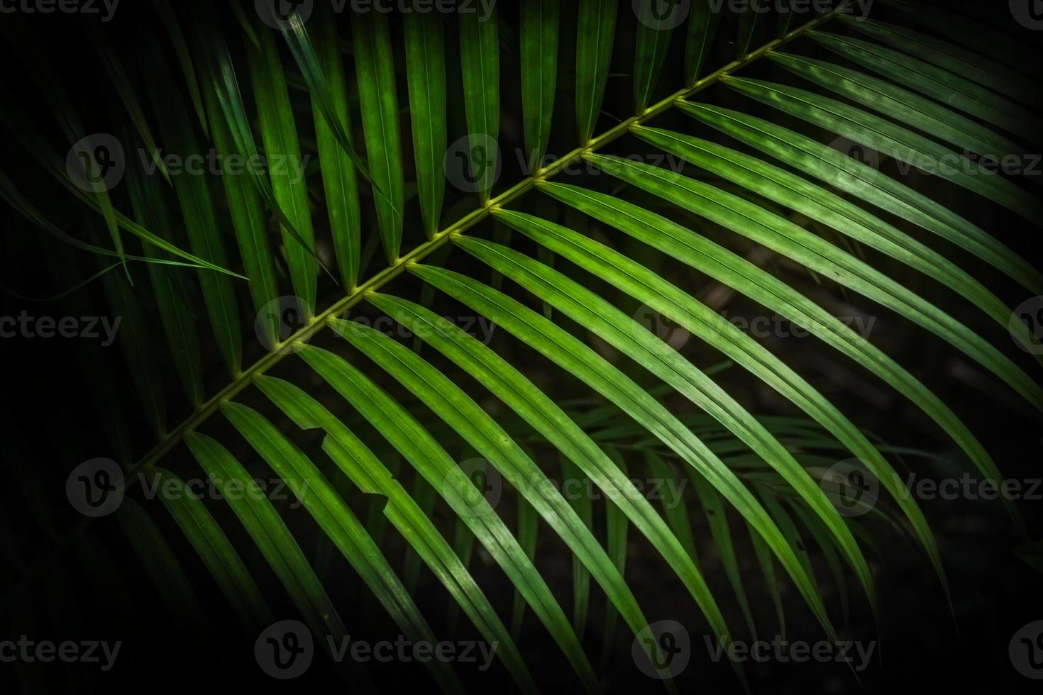 hojas de palma tropical verde, fondo verde oscuro. foto