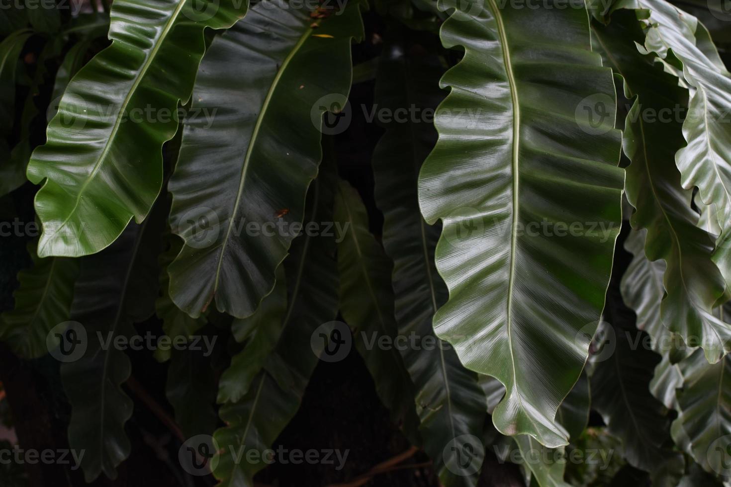hojas de palma tropical verde, fondo verde oscuro. foto
