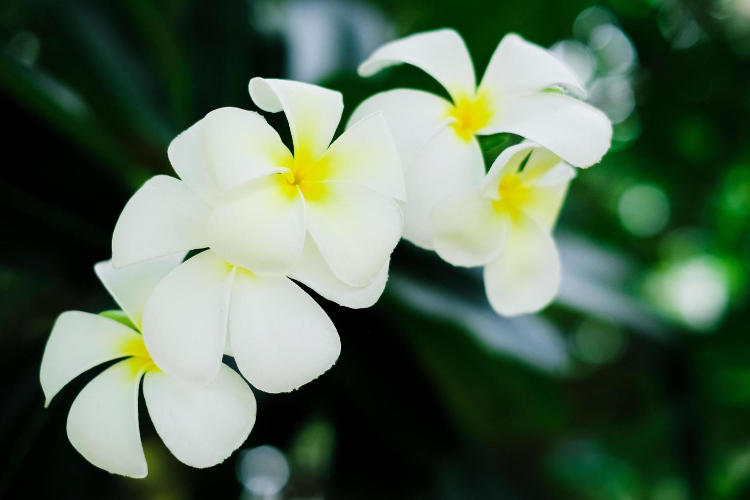 Beautiful white Frangipani flower plant or Plumeria flower at full bloom on sunny day with natural background. photo