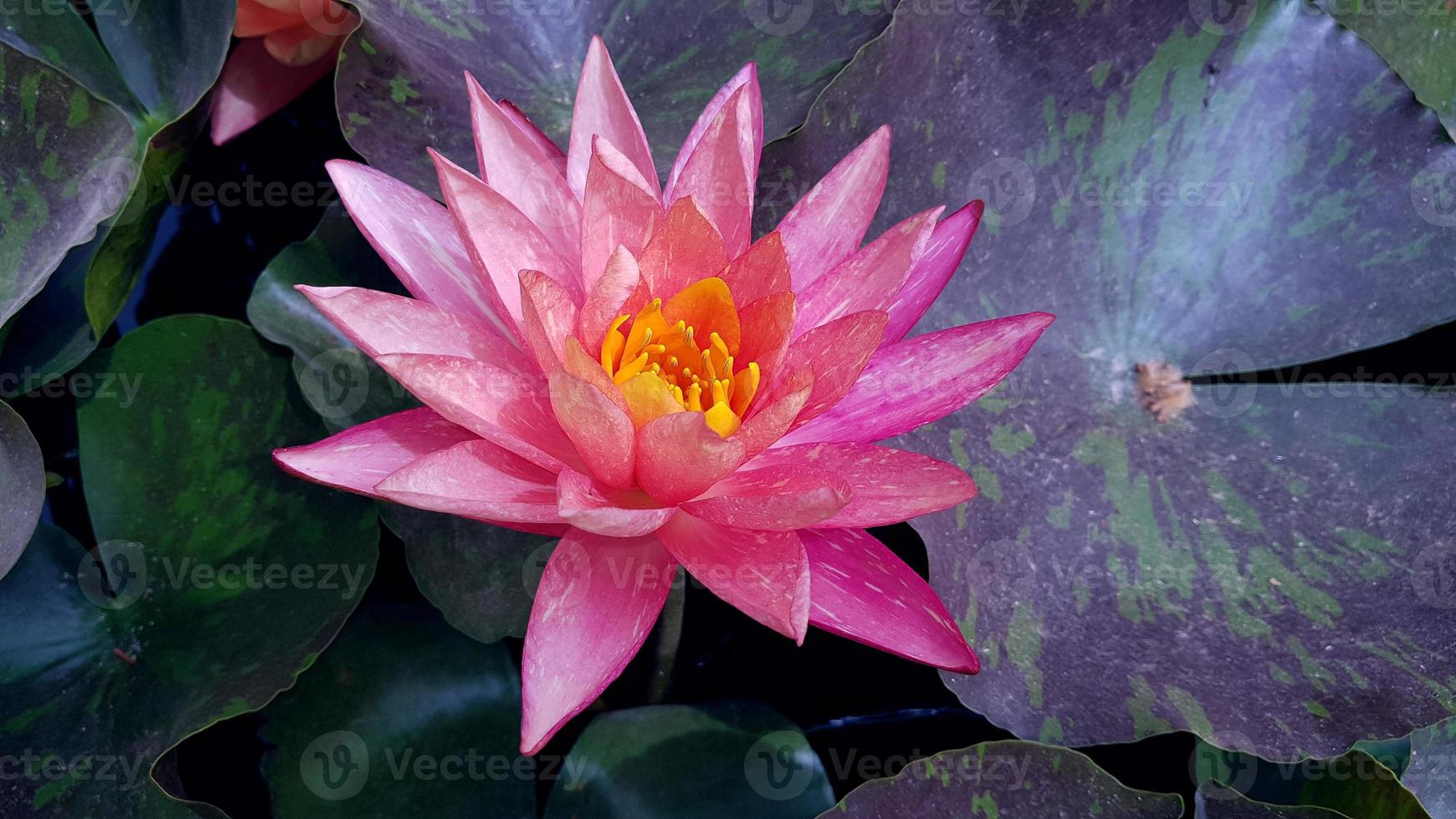 Aquatic plant in water lily pond photo