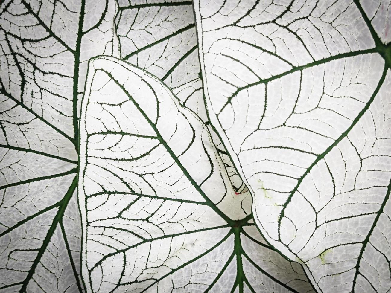leaf plant background. Caladium bicolor plant photo
