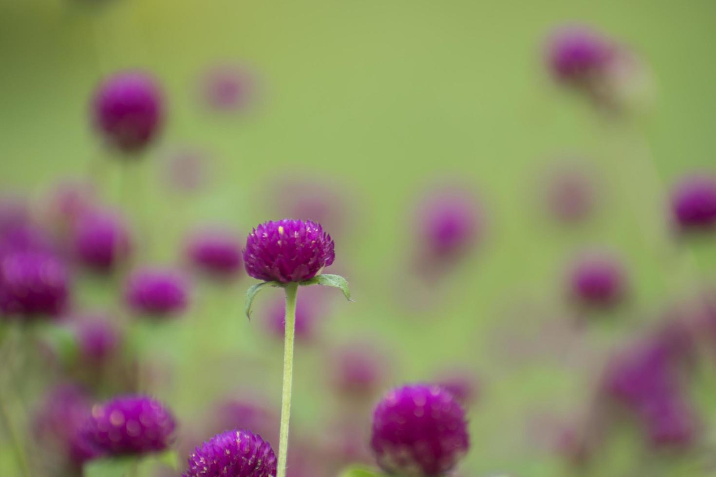 Purple flowers  in Bangladesh. photo