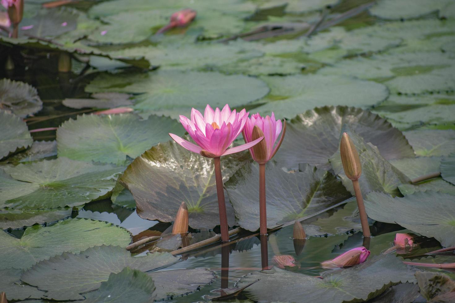 Nymphaea nelumbo  in Bangladesh. photo