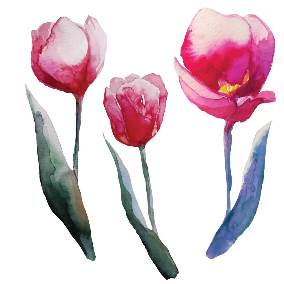 set of blooming red tulip flower watercolor, illustration vector