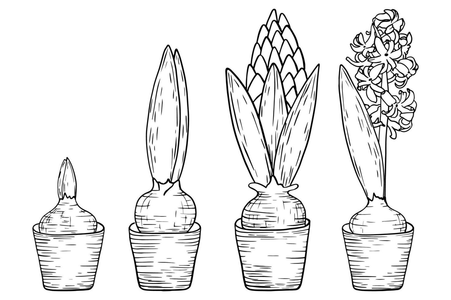 Hyacinth flowers, from sprout to flower. Landscaping and hobby concept, sketch style, line art. vector