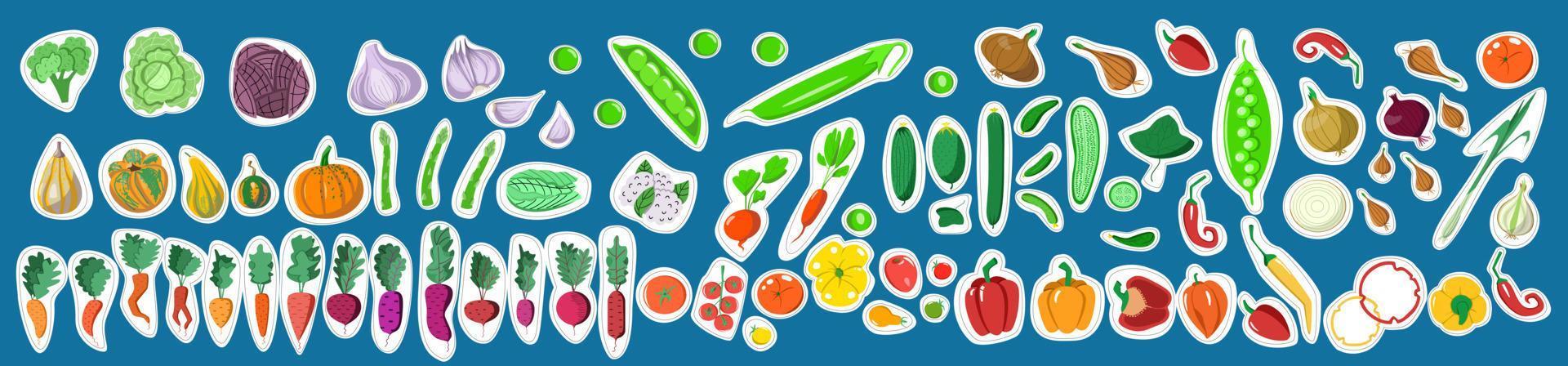 pegatinas con un conjunto de verduras. ilustración vectorial en un estilo de dibujos animados planos sobre un fondo azul. vector