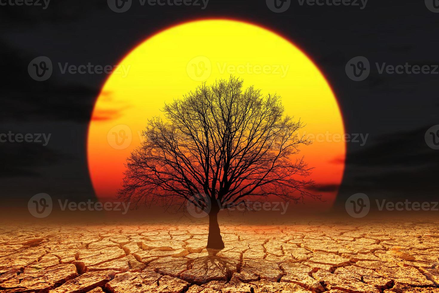 Trees die in drought-stricken areas. because of global warming photo
