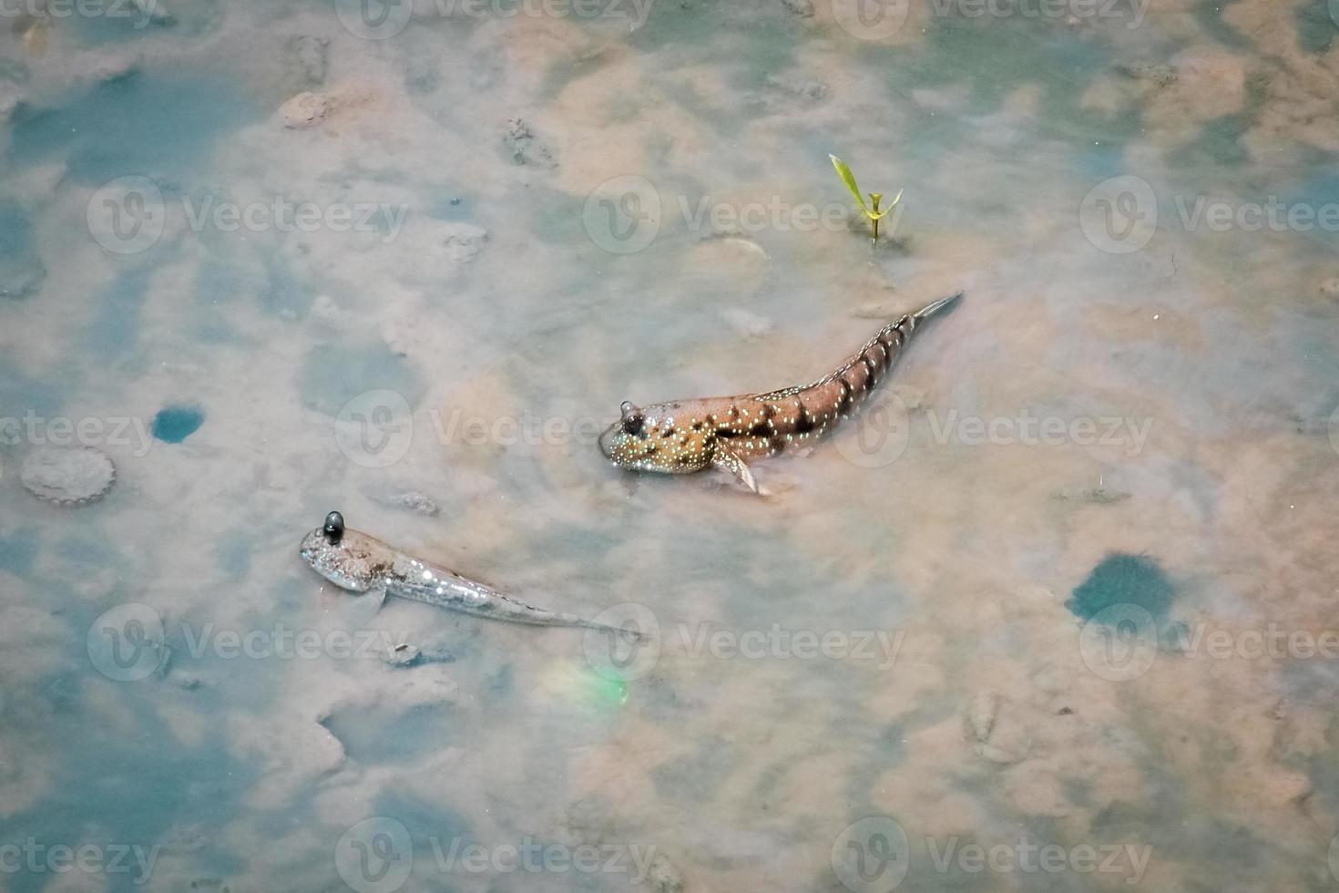 mudskipper tiene un cuerpo cilíndrico. tiene una cabeza grande, dos ojos, grandes y saltones, de hasta 30 cm de largo. foto