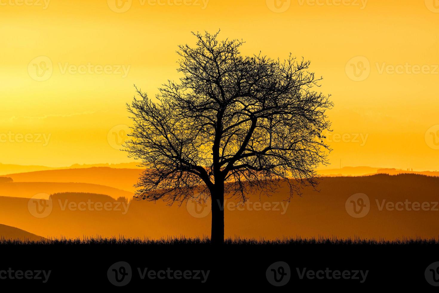 Silhouette Trees in the meadow with beautiful natural light. for use as a background photo