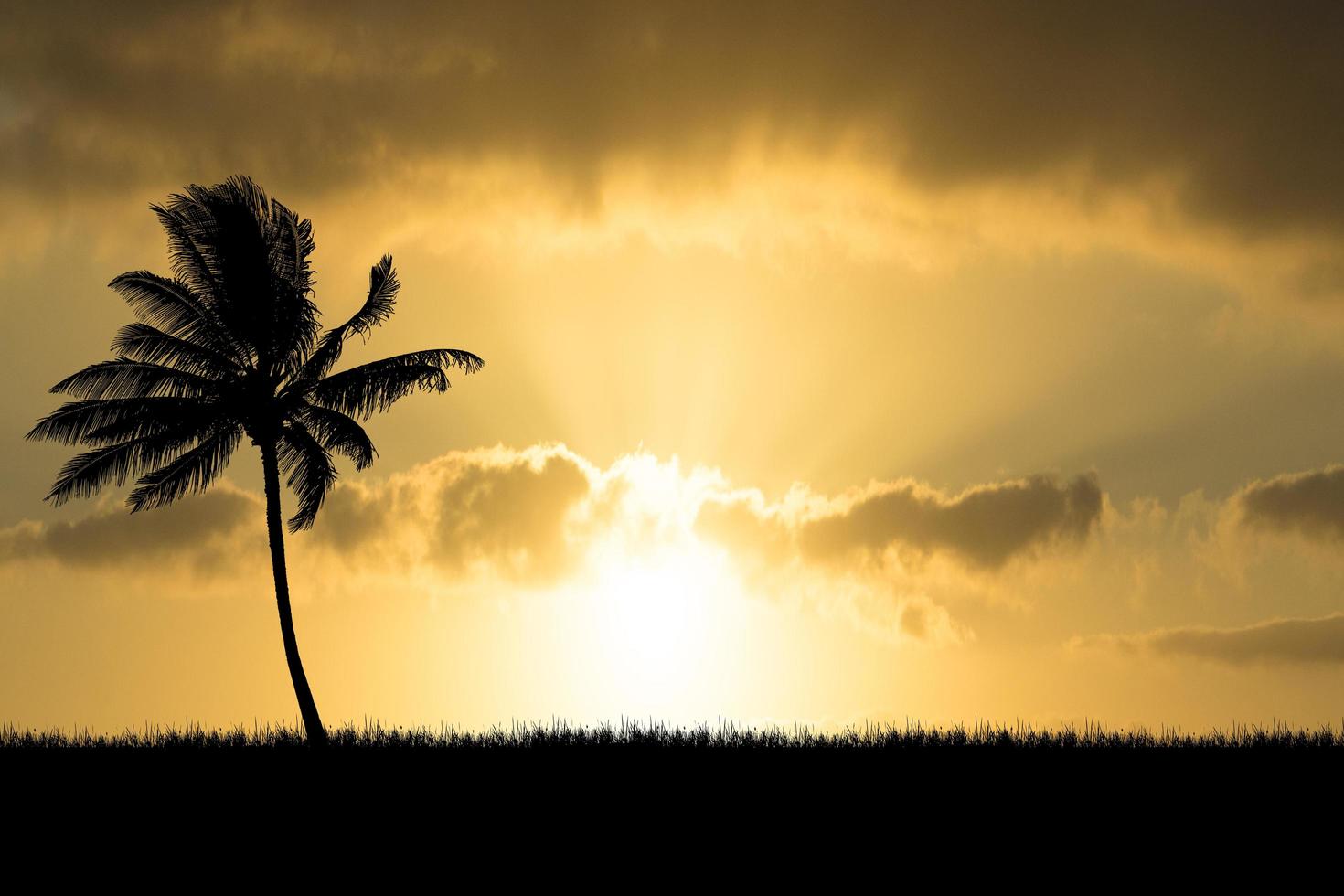 Coconut tree silhouette with beautiful natural light. for use as a background. nature view and sunset concept photo
