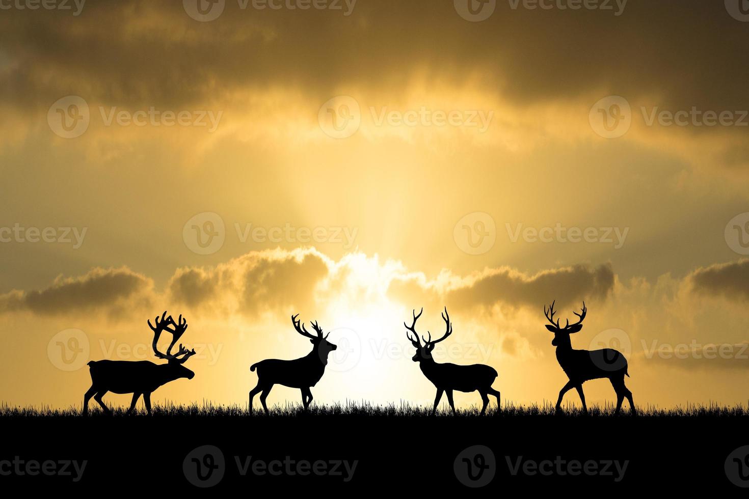 Silhouettes deer in a beautiful light meadow. wildlife concept in nature photo