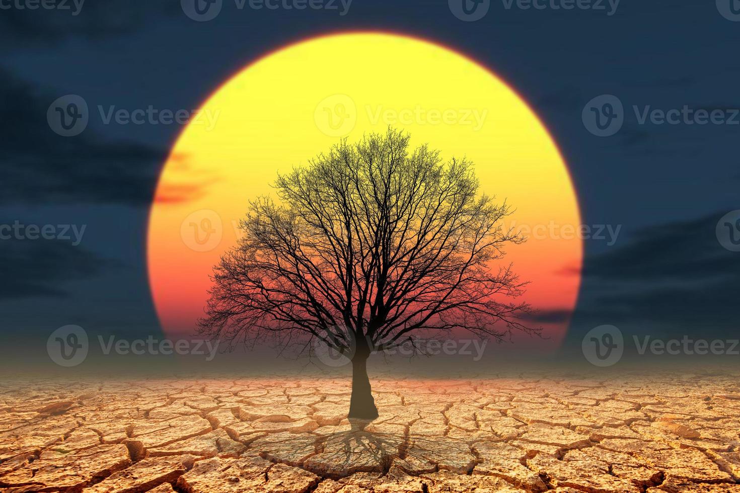 Trees die in drought-stricken areas. because of global warming photo
