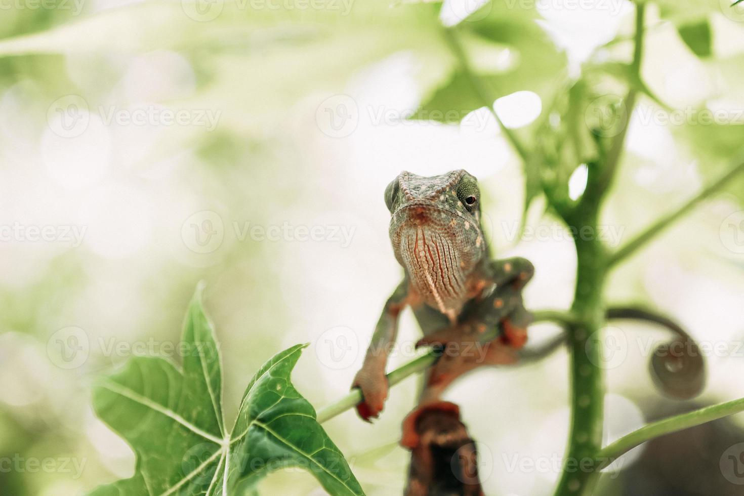 Chameleon Portrait, Zanzibar photo