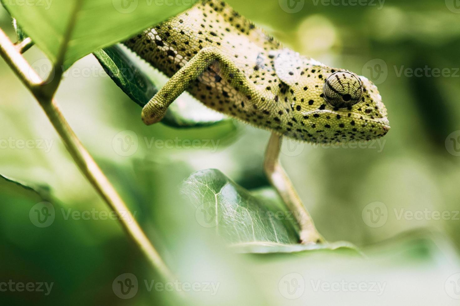 Chameleon Portrait, Zanzibar photo
