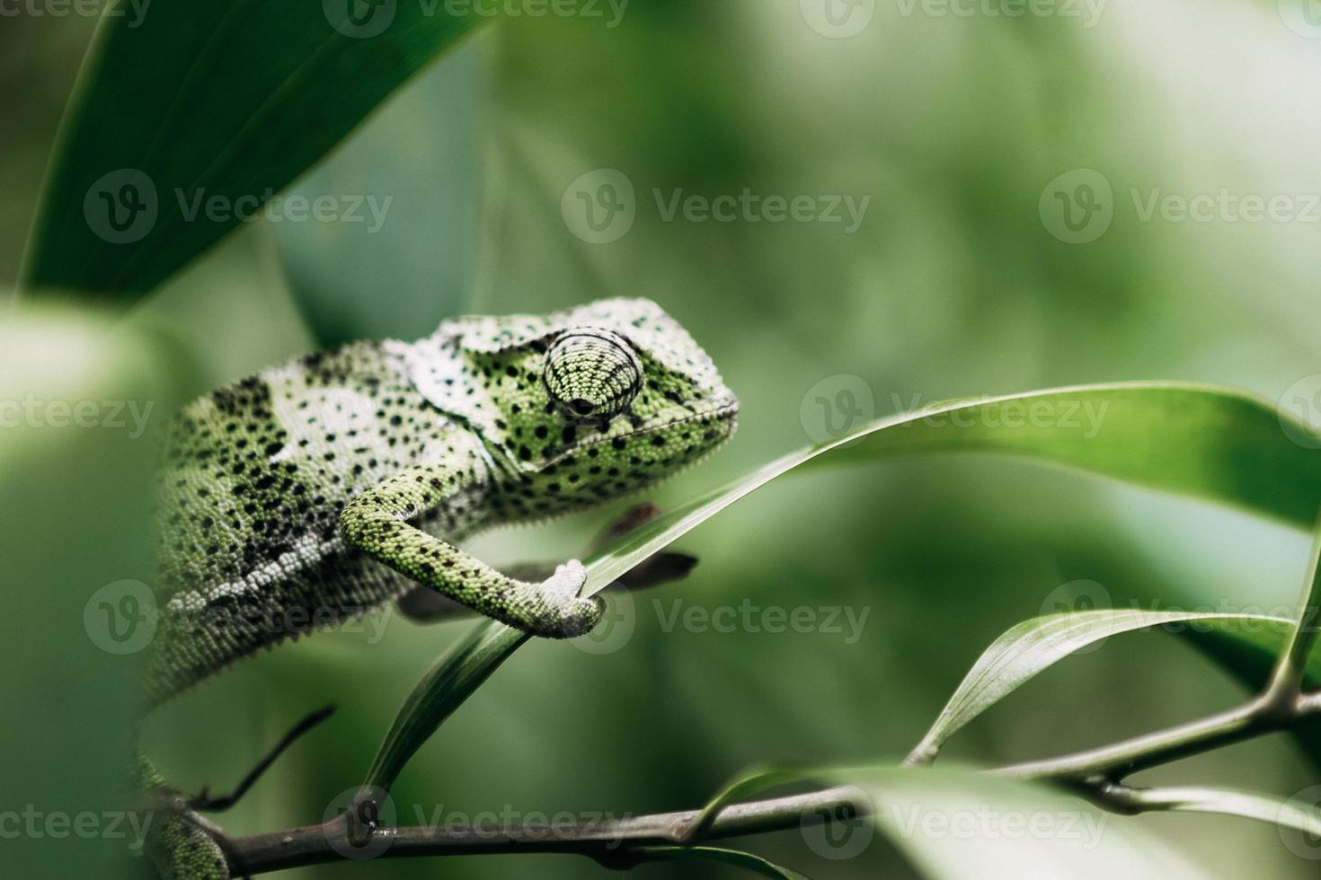 Chameleon Portrait, Zanzibar photo