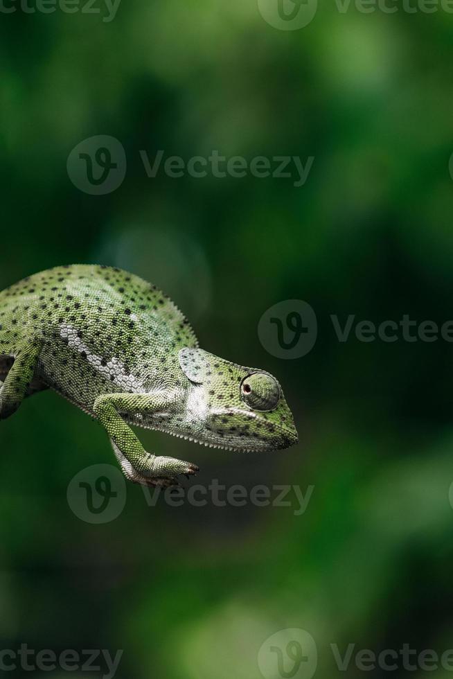 Chameleon Portrait, Zanzibar photo