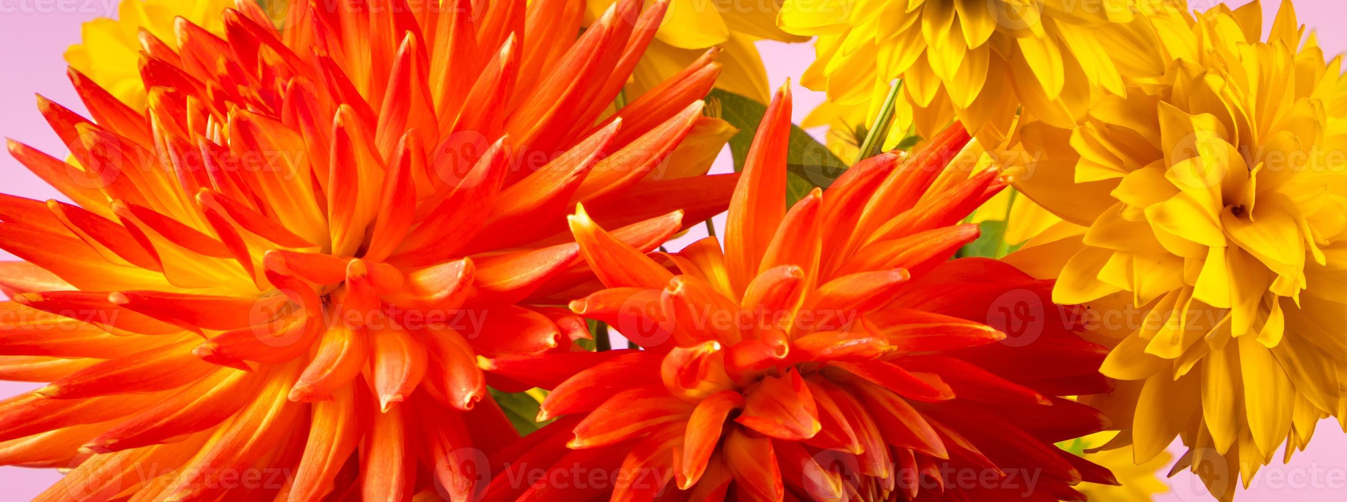 ramo de crisantemos amarillos y dalias rojas sobre fondo rosa. concepto de verano. primer plano de flores. formato de pancarta. 7161950 Foto de stock en Vecteezy ramo de crisantemos amarillos y dalias rojas sobre fondo rosa. concepto de verano. primer plano de flores. formato de pancarta. 7161950 Foto de stock en Vecteezy