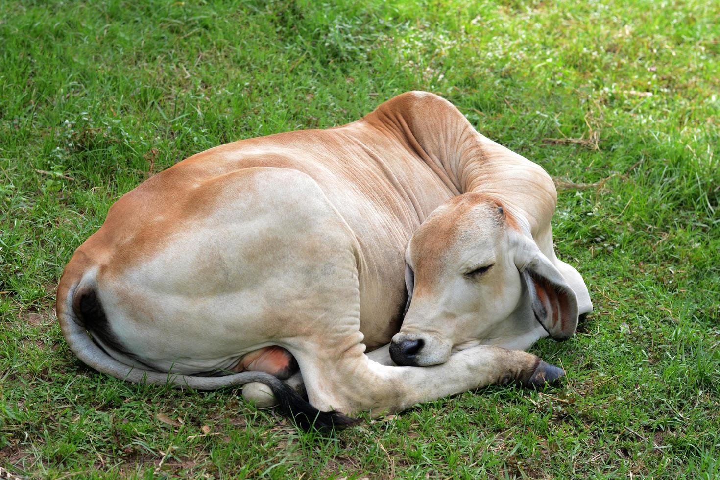 Calf lying on green grass photo