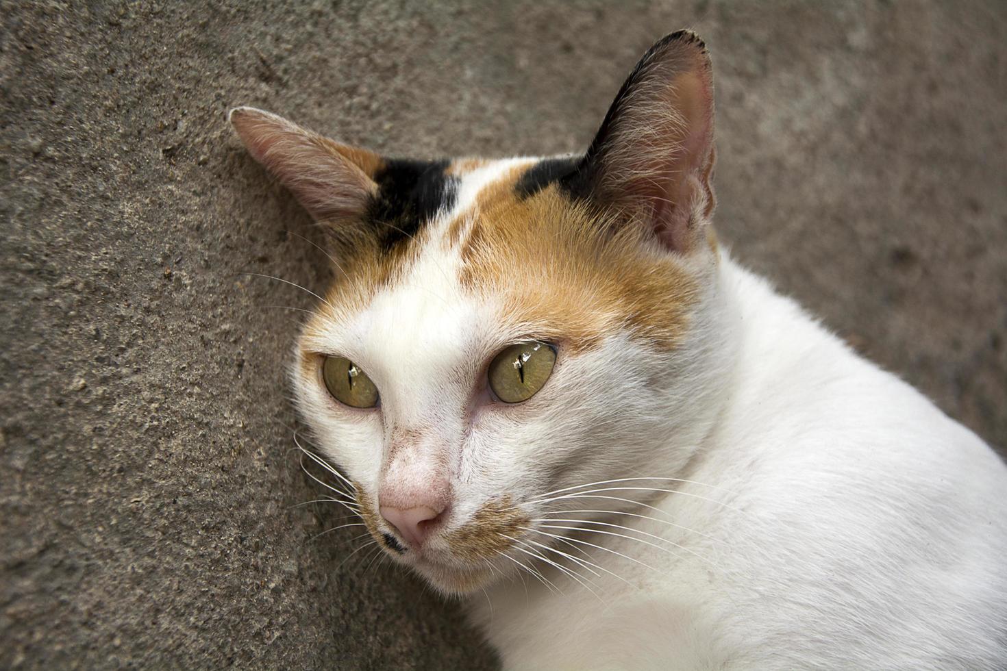 gato blanco marrón durmiendo en el piso de cemento foto