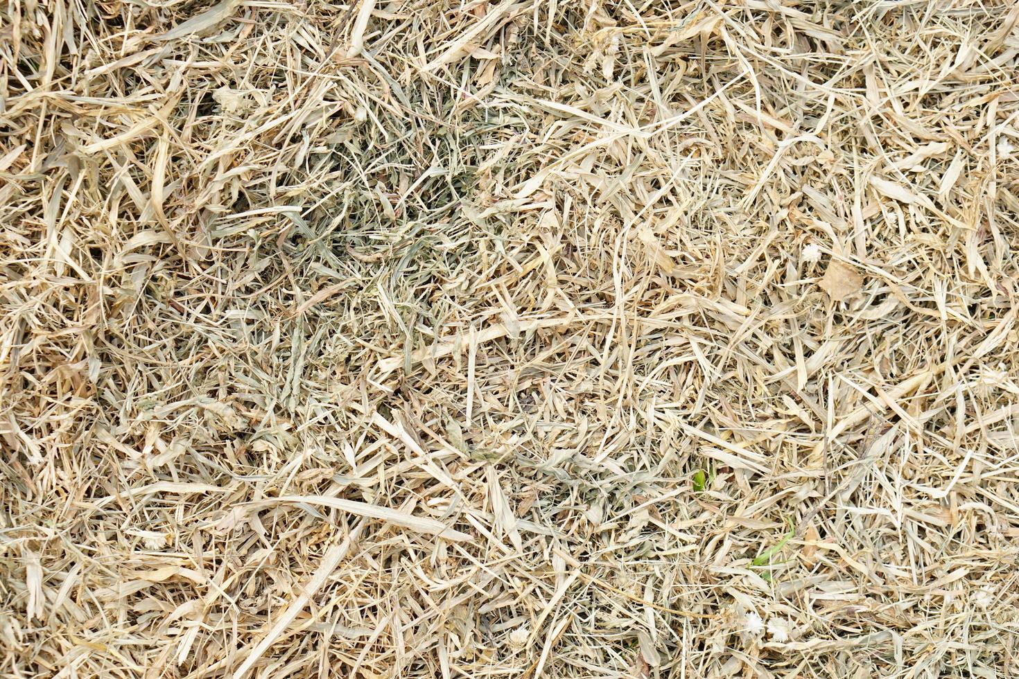 Yellow dead hay background from cutting photo