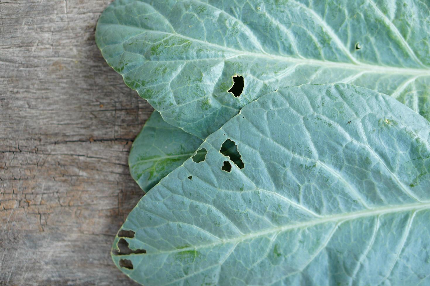 Chinese Kale is grown as a vegetable garden. It is a popular leafy